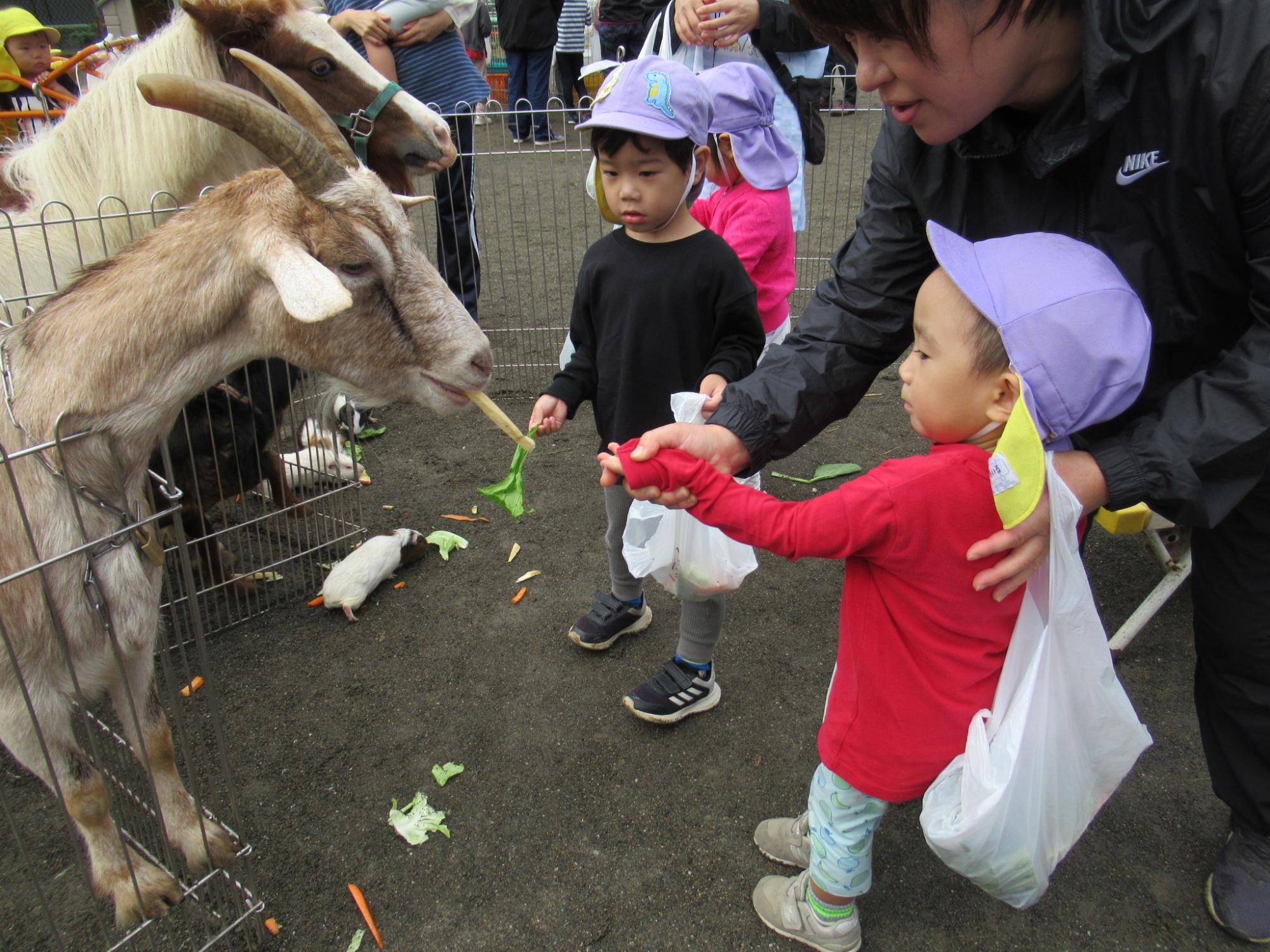 ヤギにさつまいもをあげる子ども