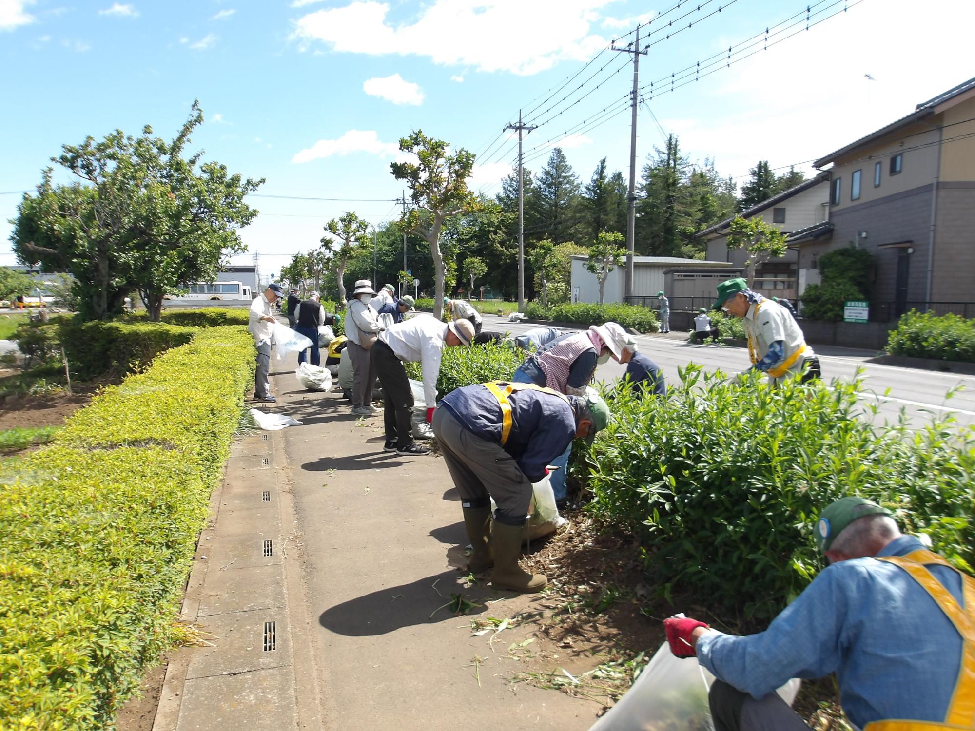 歩道の除草作業