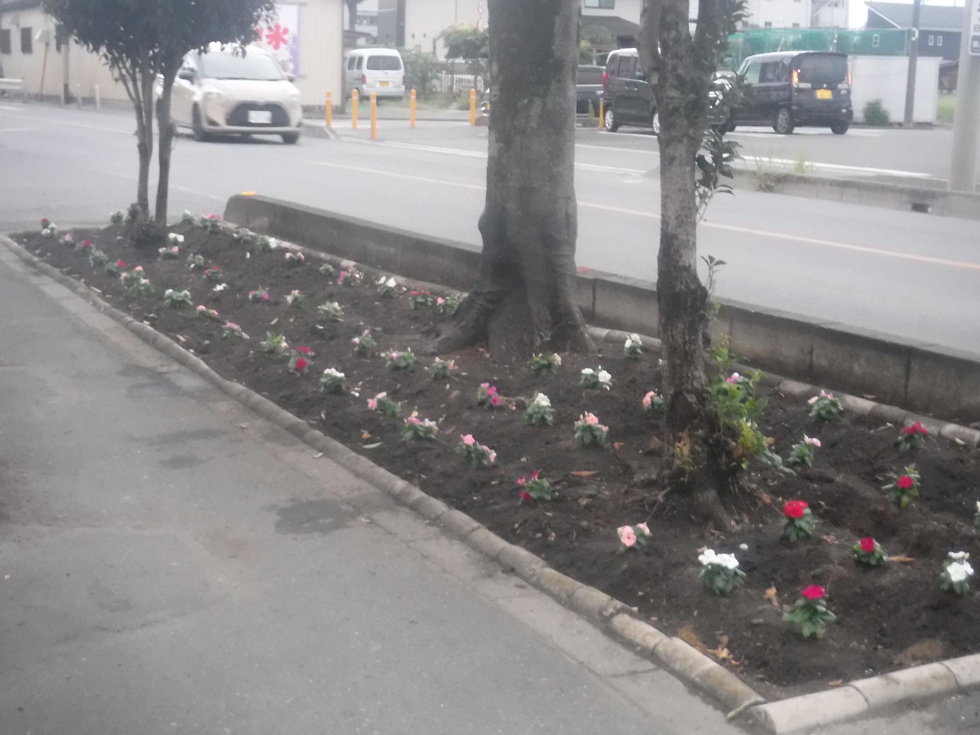 植え付けした花壇