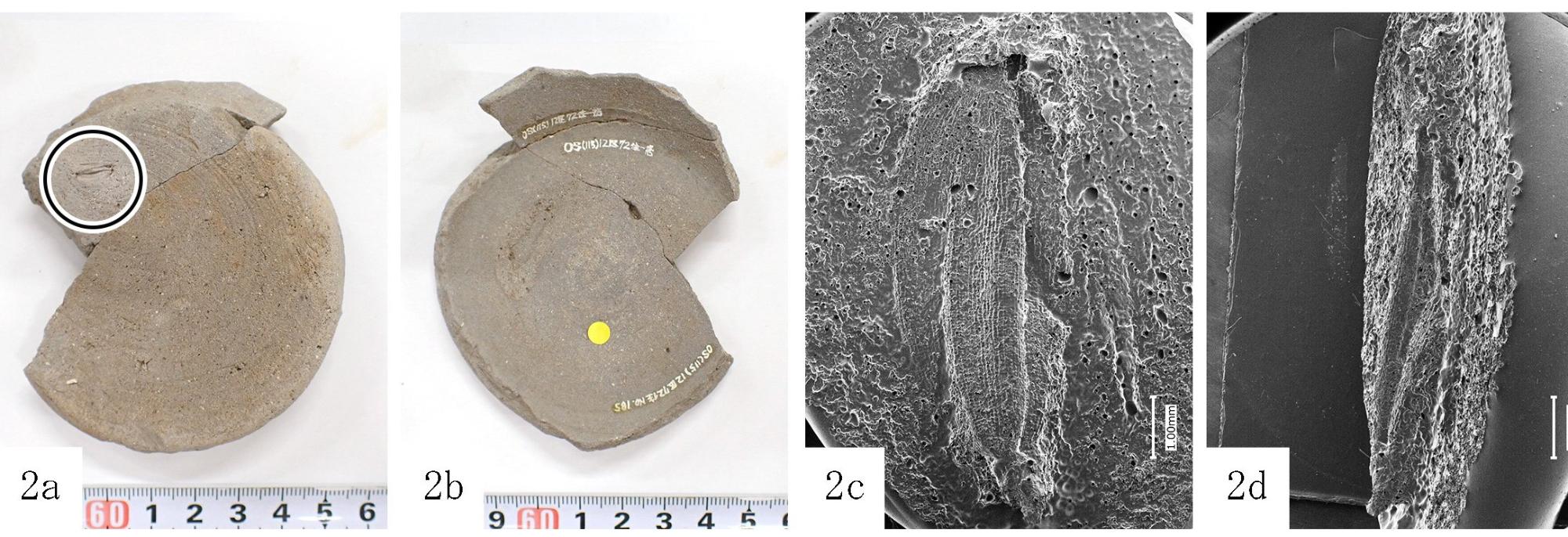 71号住稲籾圧痕