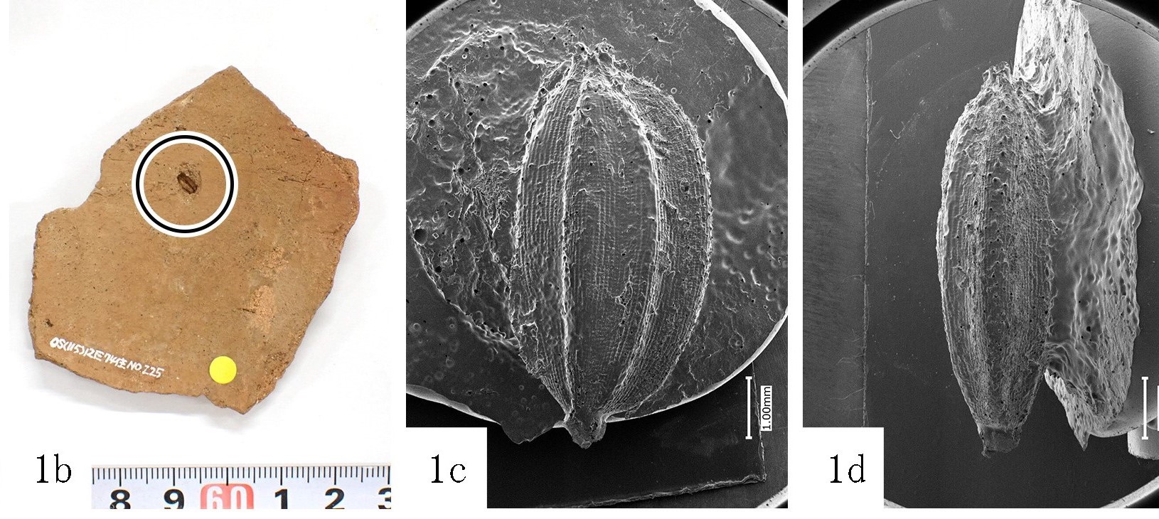 73号住稲籾圧痕