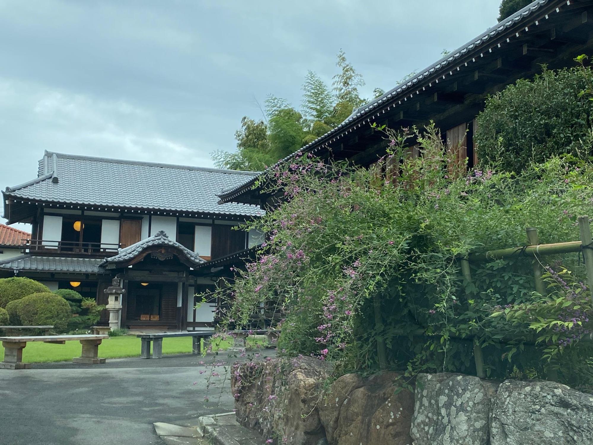 古民家のハギの花が見頃です！