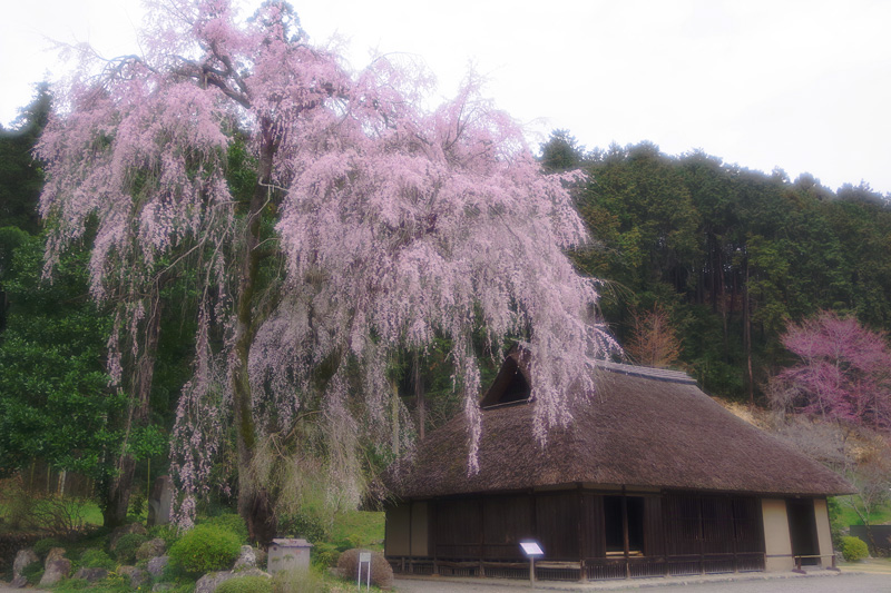 高麗家住宅のシダレザクラ