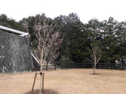 高指山の桜