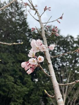 高指山の桜