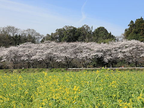 巾着田の桜