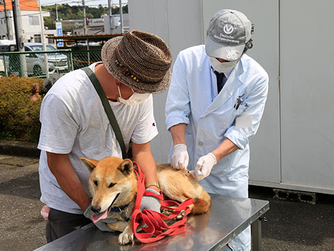 狂犬病予防集合注射