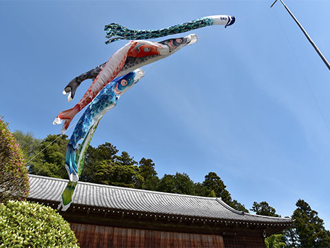 青空を泳ぐこいのぼり