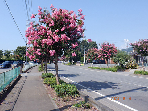 日高市役所北側の道路で百日紅が満開の様子