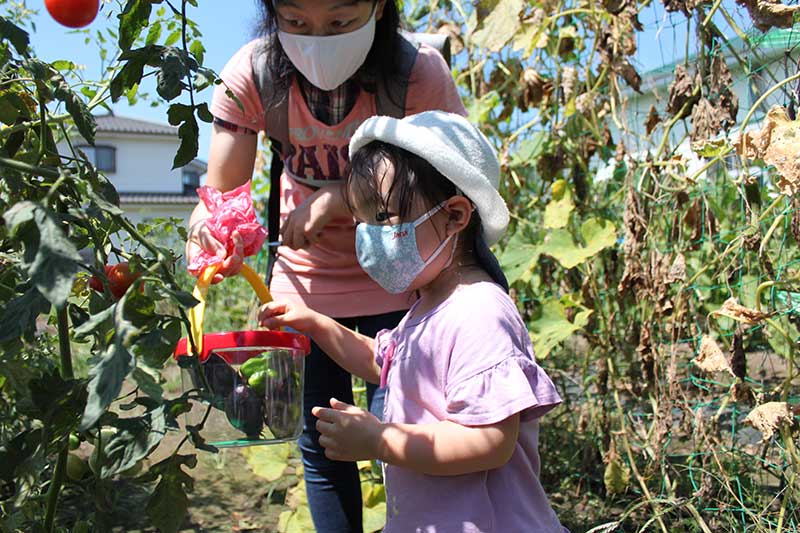 夏野菜を収穫している様子