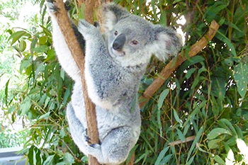 オーストラリアといえばコアラ