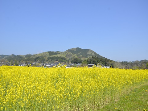 巾着田の菜の花