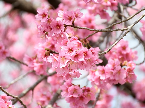 河津桜が見頃を迎えています