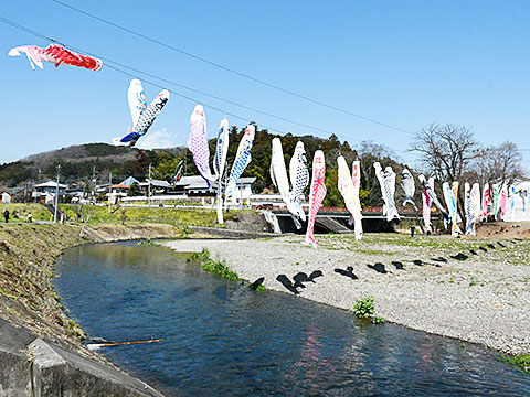 巾着田で川渡しされている鯉のぼり