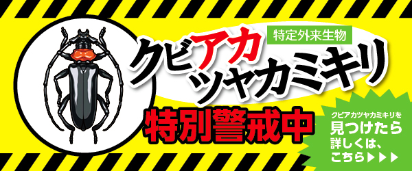 クビアカツヤカミキリバナー「クビアカツヤカミキリ（特定外来生物）特別警戒中」クビアカツヤカミキリを見つけたら詳しくは、こちら。クビアカツヤカミキリのイラスト