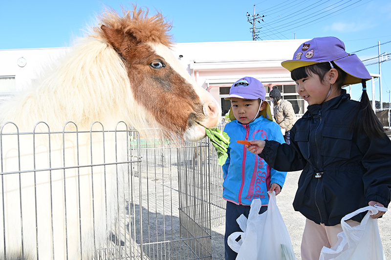 ウマにエサやりをしている様子
