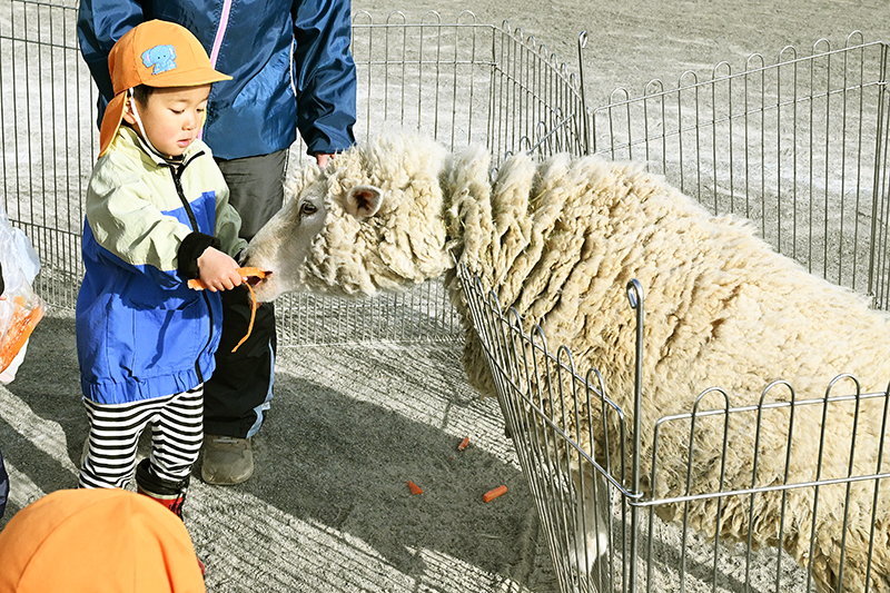 ヒツジにエサやりをしている様子