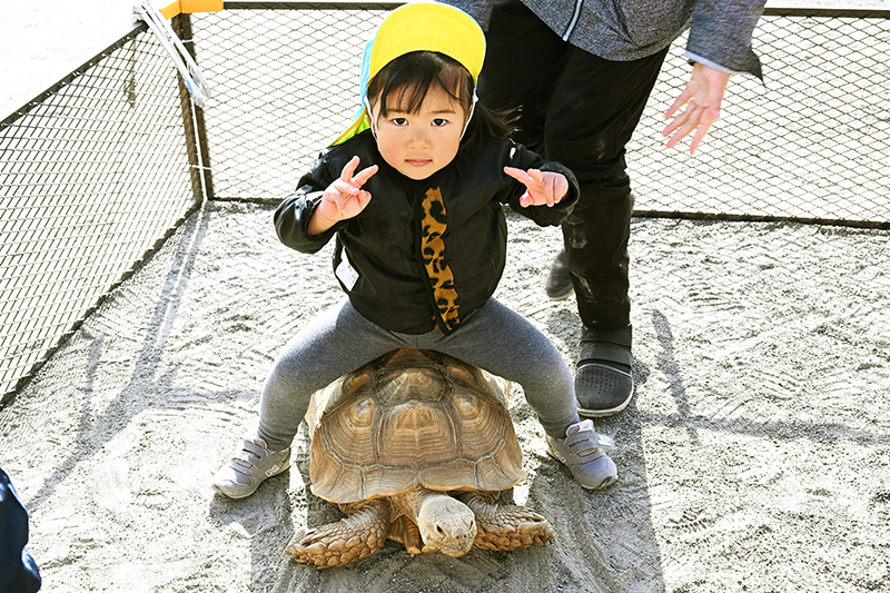 カメに乗っている様子