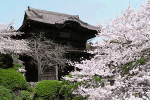 聖天院と桜の写真