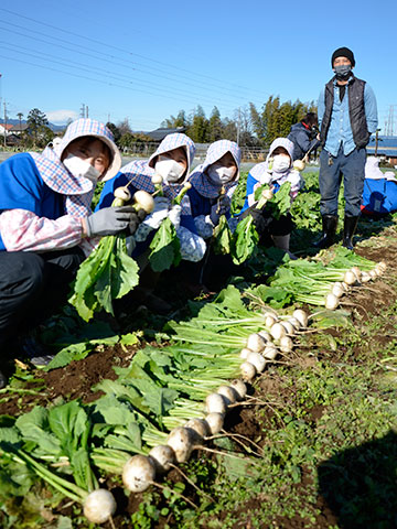 市内の農園で埼玉女子短期大学の学生がカブを収穫している様子
