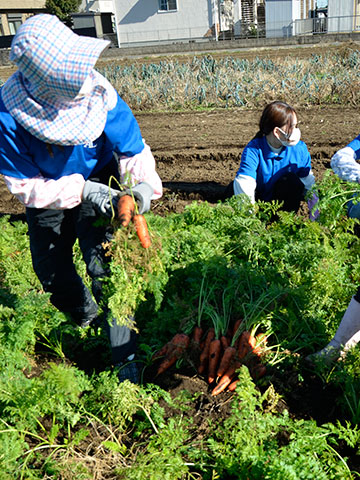 市内の農園で埼玉女子短期大学の学生がニンジンを収穫している様子