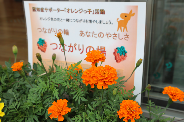 オレンジのマリーゴールドの花