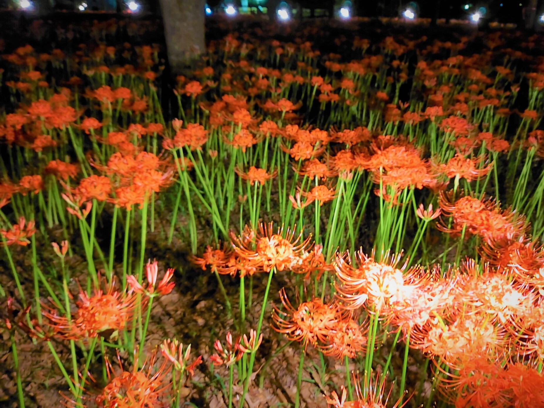 巾着田曼珠沙華公園2