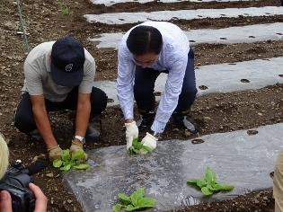 「高麗白菜の種蒔き・苗植え行事」に出席の写真4