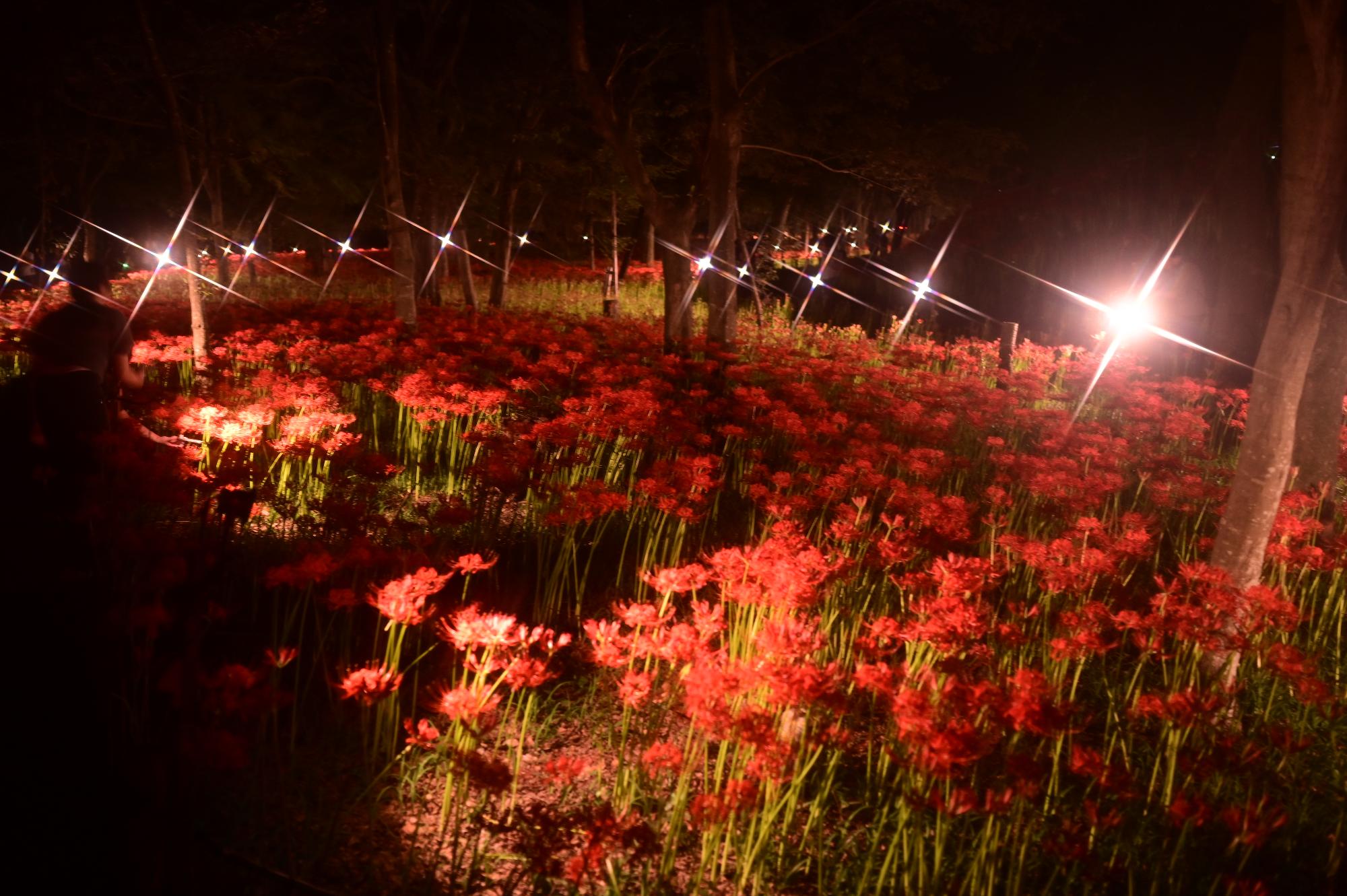 巾着田曼珠沙華公園ライトアップ3