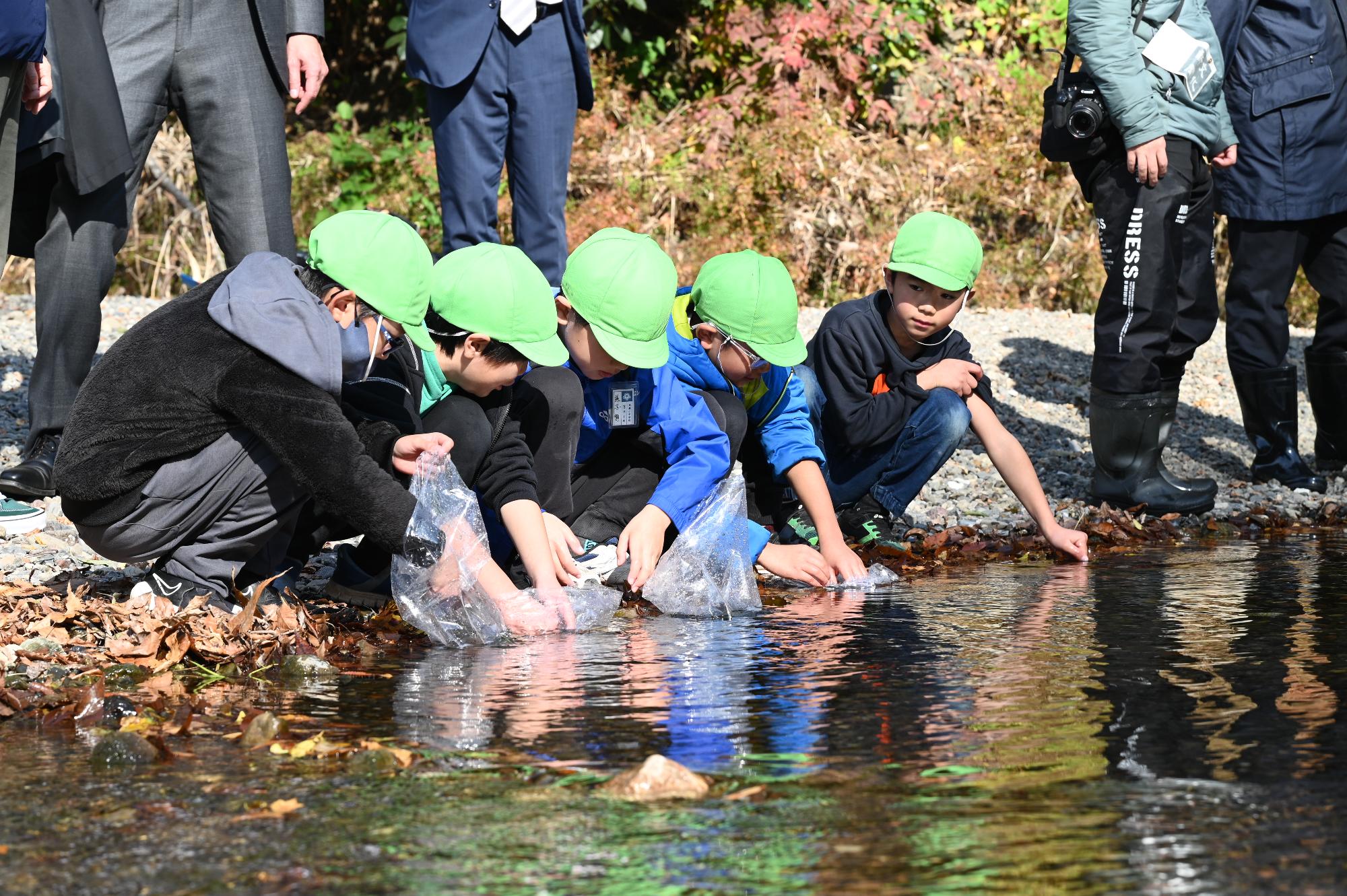 ウグイの放流
