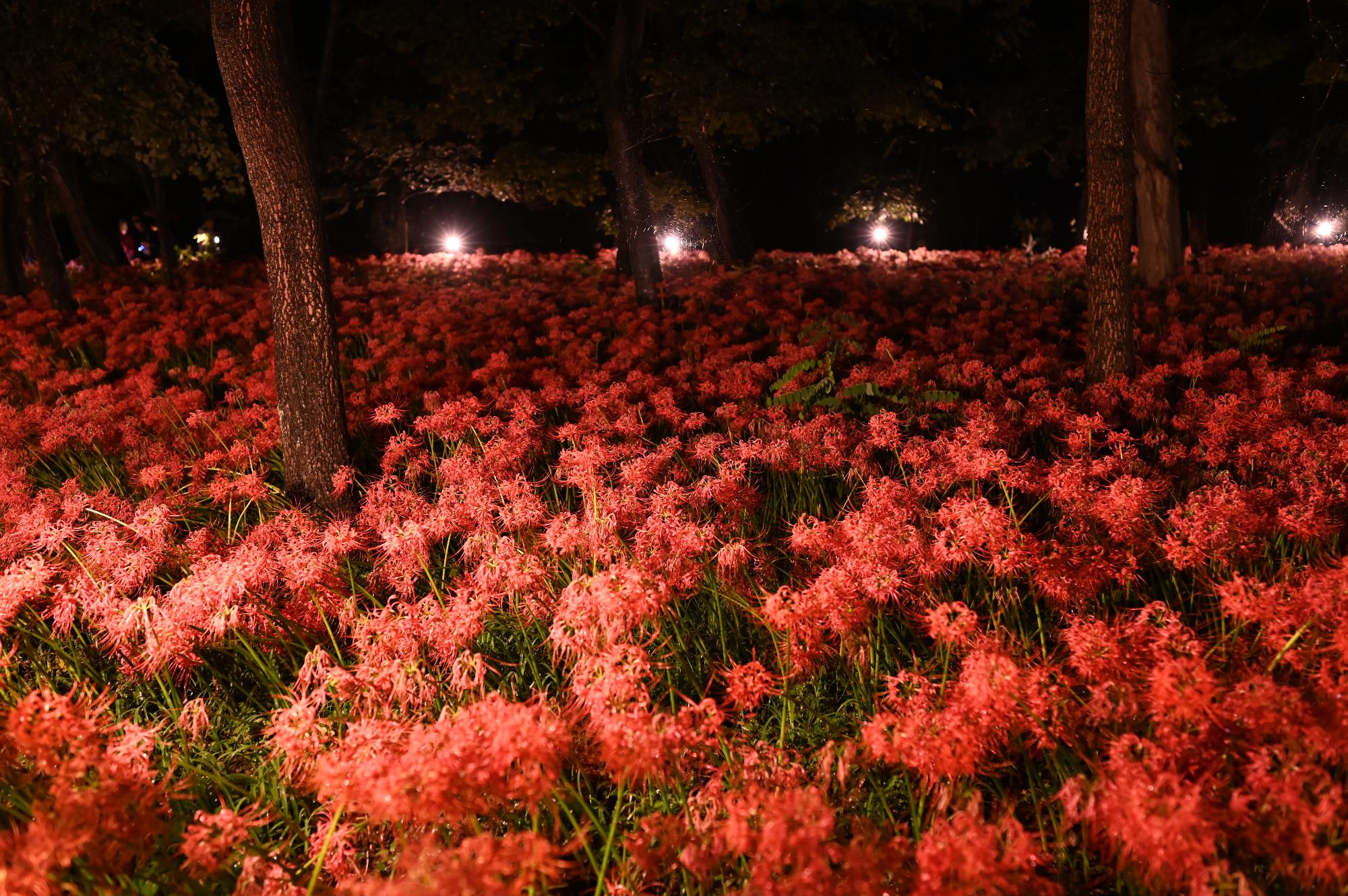 巾着田曼珠沙華公園ライトアップ