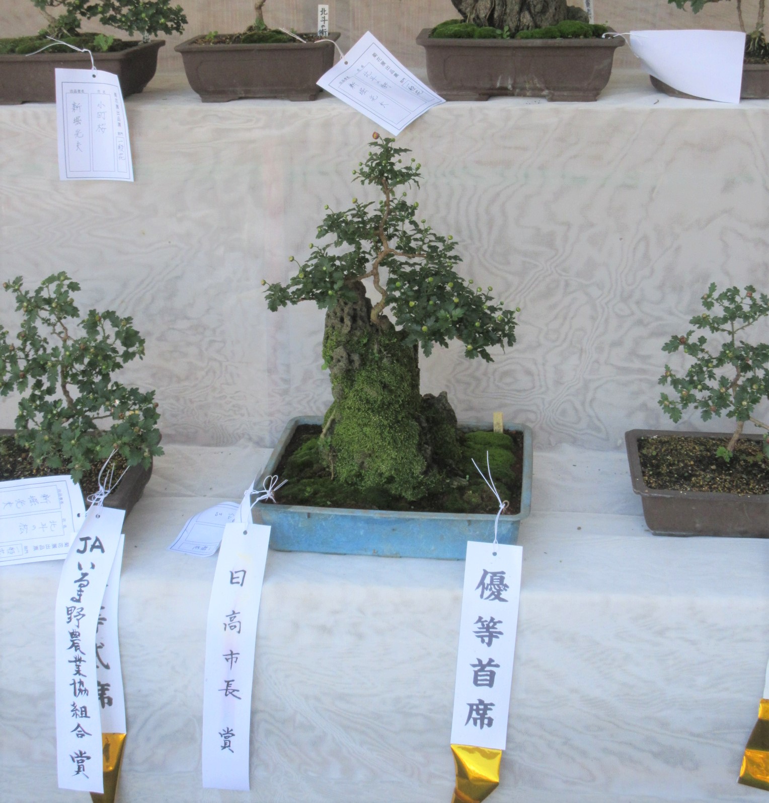 高麗神社菊花展