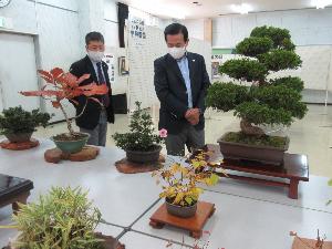 高麗公民館文化祭で盆栽を鑑賞する市長