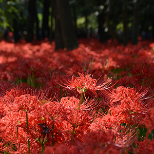 曼珠沙華