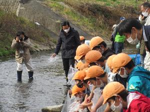 ウグイの放流