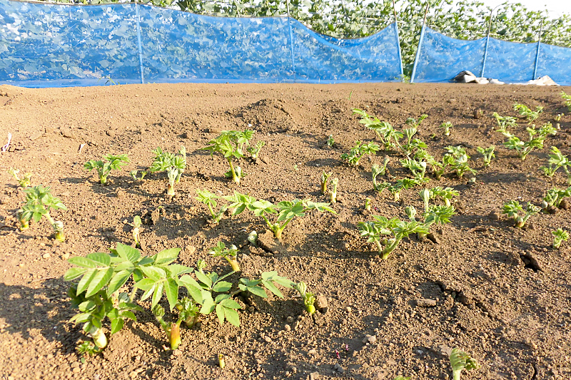 畑に植え付けされたうど