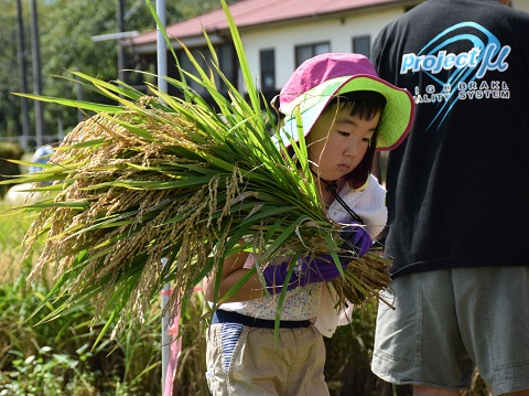 刈った稲を運ぶ少女