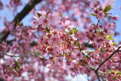 河津桜