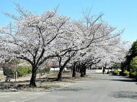 日高総合公園の桜