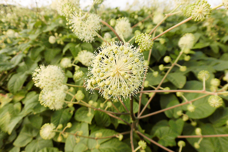 うどの花