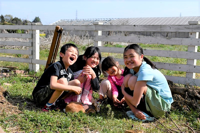 子どもたち4人がうさぎと遊んでいる写真