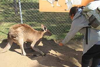 カンガルーに餌をあげている女の子