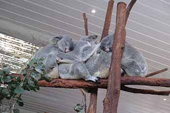 木の上で寝ているコアラたち