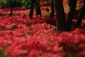 曼珠沙華