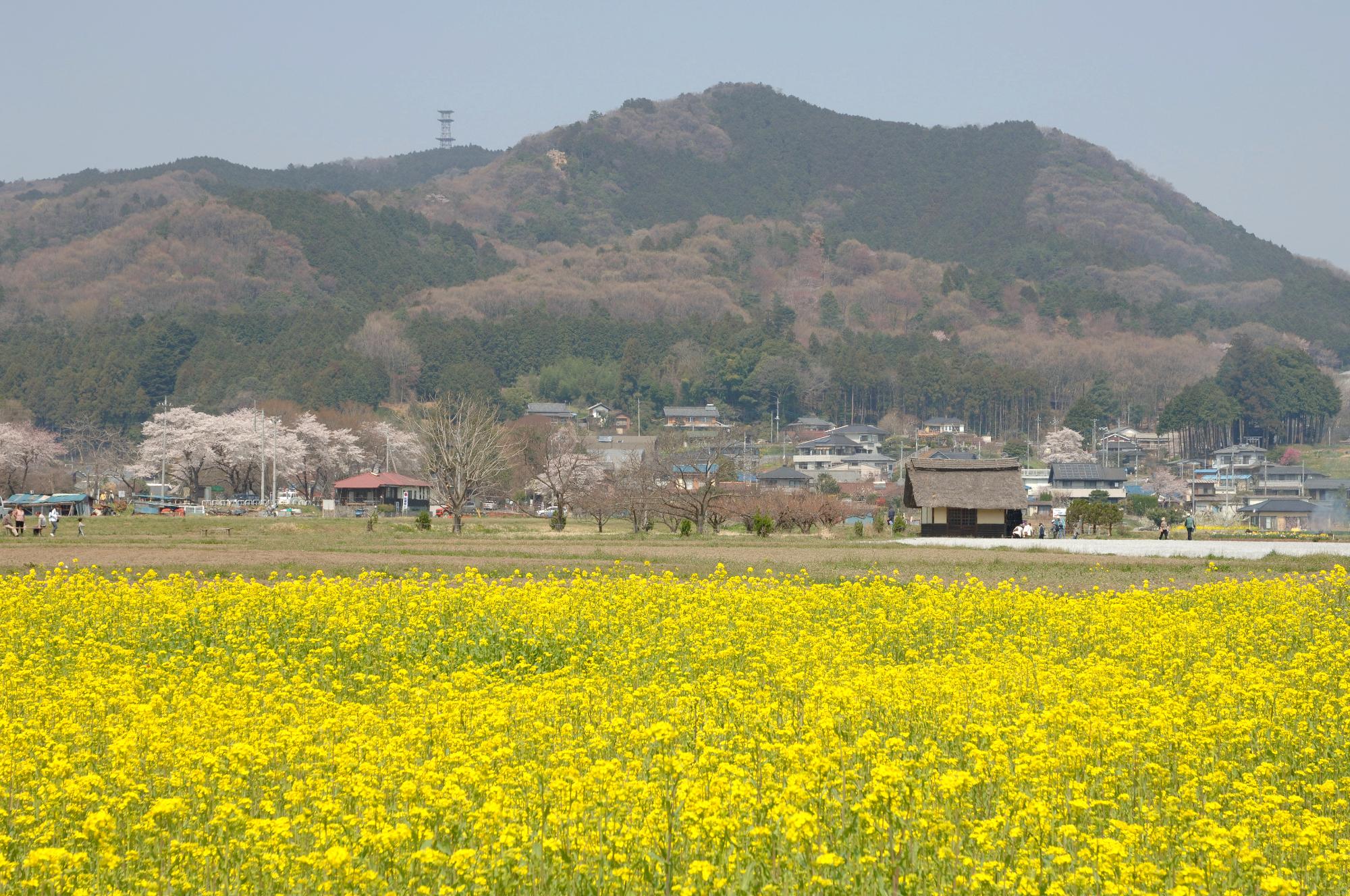 菜の花と日和田山