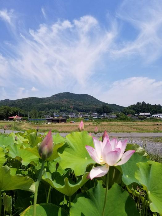 青空の下のハスの花と日和田山