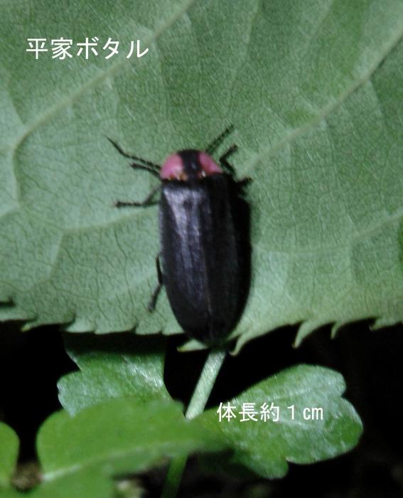 平家ボタル