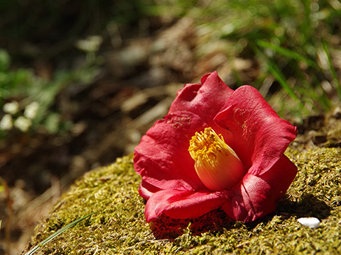 地面に落ちた椿の花