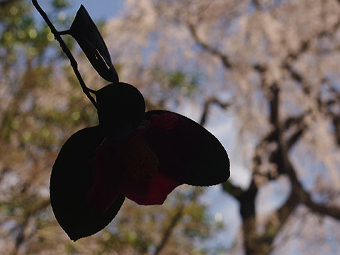 桜の花を背景にした木の葉の影