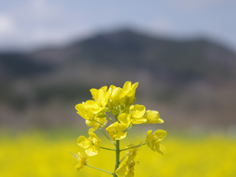 日和田山を遠景に撮った菜の花
